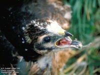 Montagu's Harrier - Circus pygargus