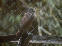 Madagascar Kestrel - Falco newtoni