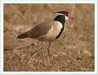 Black-headed Lapwing - Vanellus tectus