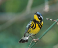 Magnolia Warbler (Dendroica magnolia) photo