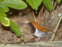 Ryukyu Robin (Erithacus komadori) photo