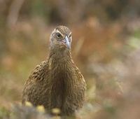 Weka (Gallirallus australis) photo