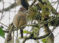 Barred Puffbird (Nystalus radiatus) photo