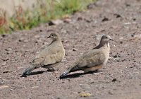 Black-winged Ground-Dove - Metriopelia melanoptera