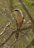 Mangrove Cuckoo - Coccyzus minor