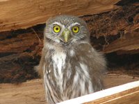 Austral Pygmy-Owl - Glaucidium nanum