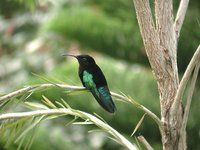 Purple-throated Carib - Eulampis jugularis