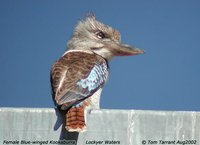 Blue-winged Kookaburra - Dacelo leachii