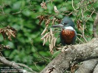 Ringed Kingfisher - Ceryle torquatus