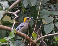 Golden-cheeked Woodpecker - Melanerpes chrysogenys