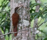 Long-billed Woodcreeper - Nasica longirostris