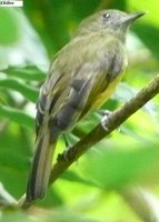 Ochre-bellied Flycatcher - Mionectes oleagineus