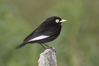 Spectacled Tyrant - Hymenops perspicillatus