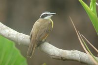 Lesser Kiskadee - Philohydor lictor