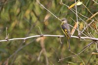 Long-tailed Minivet - Pericrocotus ethologus