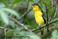 Common Iora - Aegithina tiphia