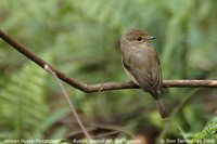 African Dusky Flycatcher - Muscicapa adusta