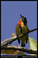 Fire-breasted Flowerpecker - Dicaeum ignipectus