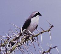 Gray-backed Fiscal - Lanius excubitoroides