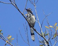 Western Scrub-Jay - Aphelocoma californica