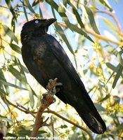 Little Crow - Corvus bennetti