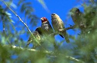 Red-headed Finch - Amadina erythrocephala