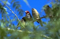 Red-headed Finch - Amadina erythrocephala