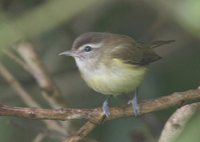 Brown-capped Vireo - Vireo leucophrys