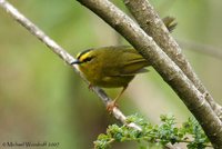 Black-crested Warbler - Basileuterus nigrocristatus