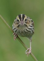 Henslow's Sparrow - Ammodramus henslowii