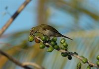 Lesser Antillean Saltator - Saltator albicollis