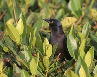 Common Grackle - Quiscalus quiscula