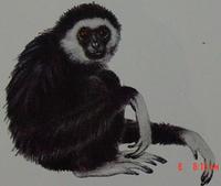 White-handed Gibbon (Hylobates lar)