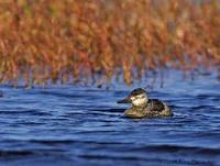 A female Ruddy Duck