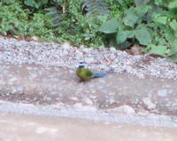 Highland Motmot