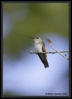Olive-spotted Hummingbird