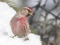 Common Redpoll in Spring Dress