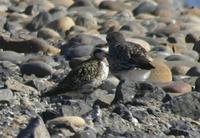 STA Rare Bird Photos