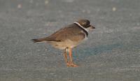 [Semi-palmated Plover in the parking lot, Cape May Point State Park today. Photo by Don Freiday]