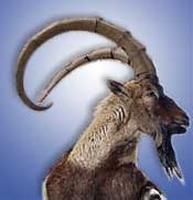 sindh ibex