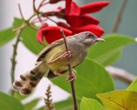 Bar-winged Prinia (Prinia familiaris)