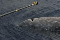 ...e-depth recorder on an adult male Cuvier's beaked whale (c) R.W. Baird