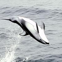 Pacific-White Sided Dolphin