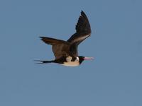 Frigatebird, Christmas Island