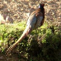 Common Pheasant