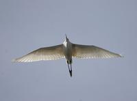 Little Egret (Egretta garzetta)