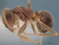 Lasius neglectus