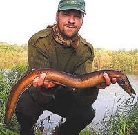 Golden European Eel Anguilla anguilla