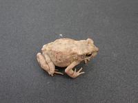 : Bufo dodsoni