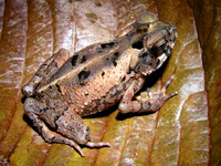 : Bufo melanochlorus